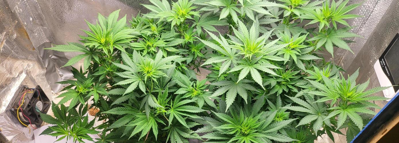 Sourdiesel and Blood moon gelato auto. Week 6