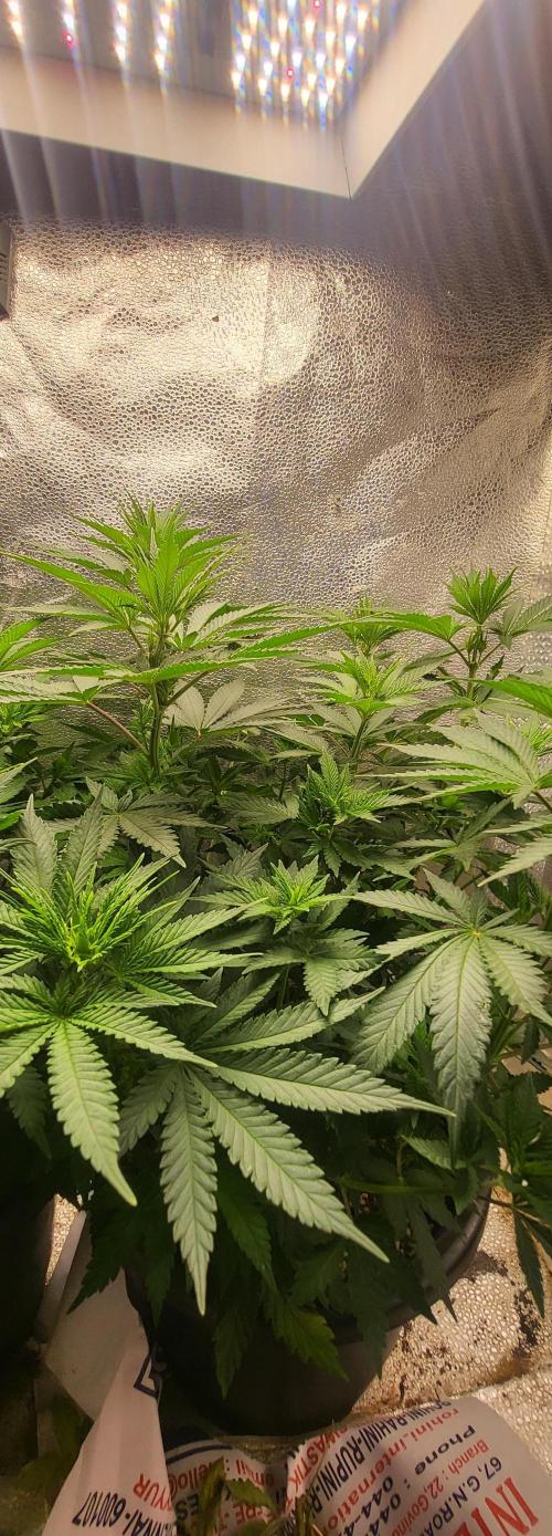 Sourdiesel and Blood moon gelato auto. Week 7