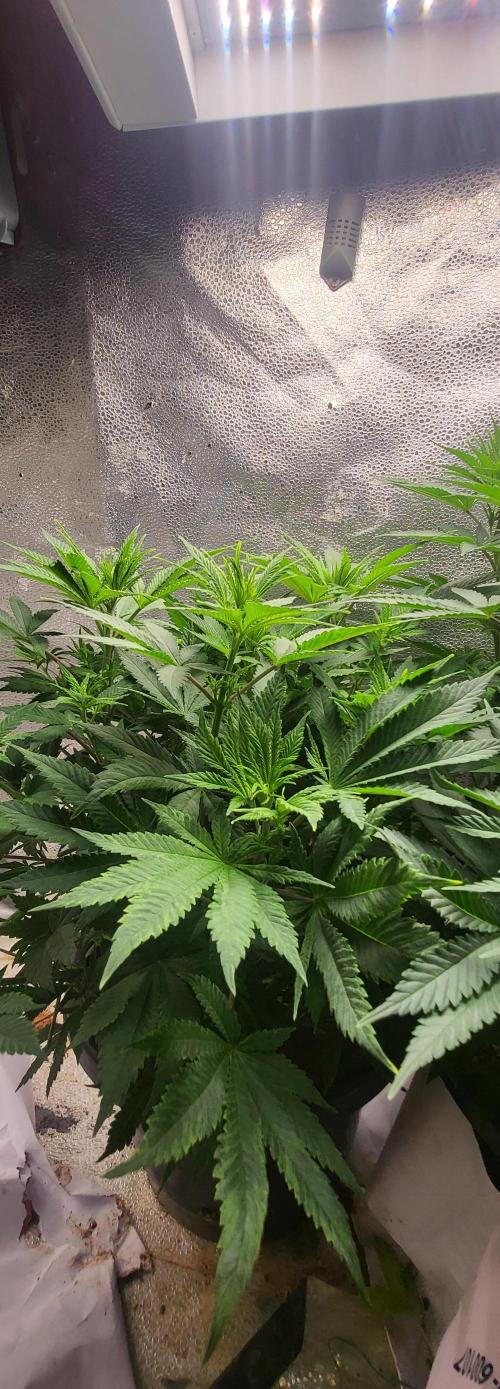 Sourdiesel and Blood moon gelato auto. Week 7