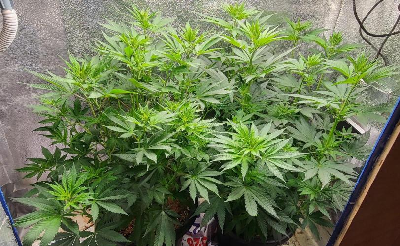 Sourdiesel and Blood moon gelato auto. Week 8