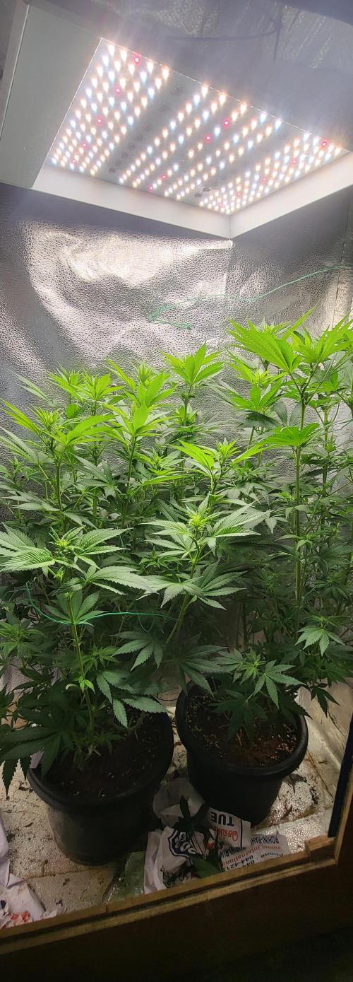 Sourdiesel and Blood moon gelato auto. Week 9