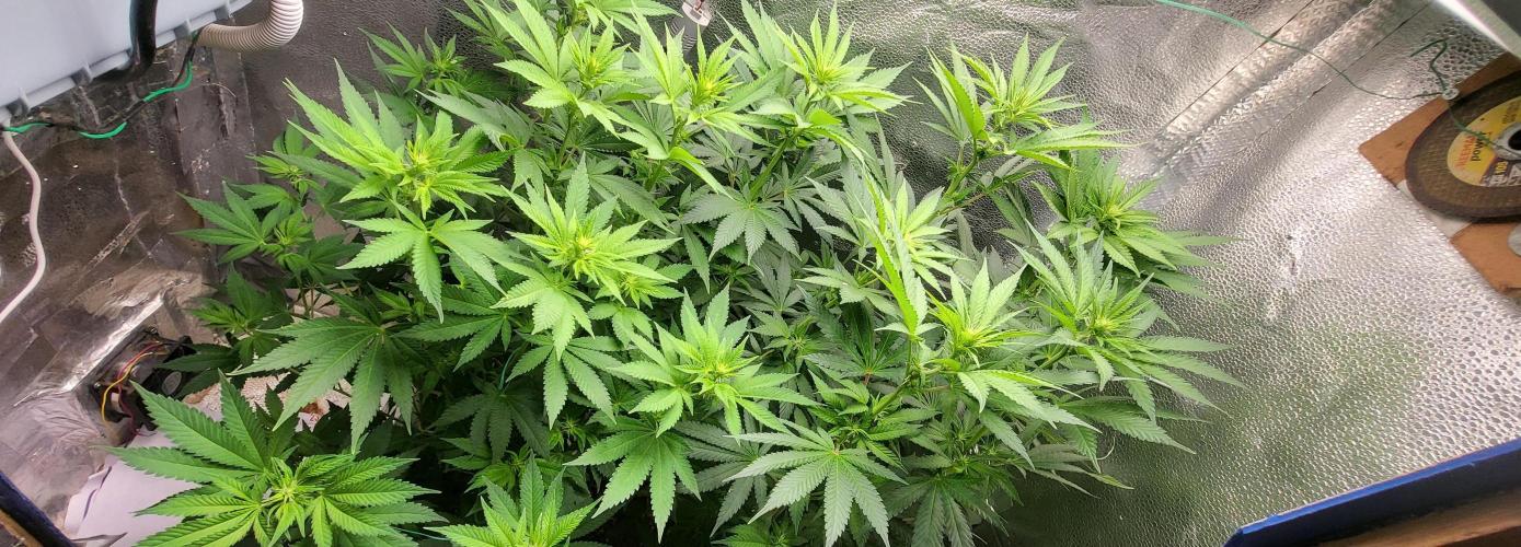 Sourdiesel and Blood moon gelato auto. Week 9