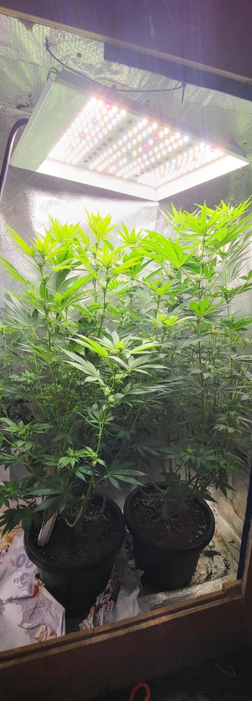 Sourdiesel and Blood moon gelato auto. Week 10