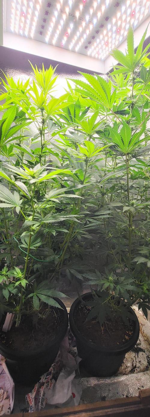 Sourdiesel and Blood moon gelato auto. Week 10