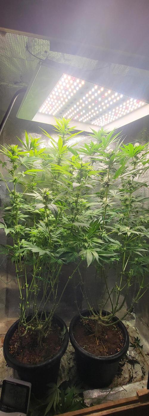 Sourdiesel and Blood moon gelato auto. Week 11