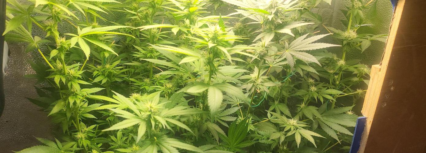 Sourdiesel and Blood moon gelato auto. Week 11