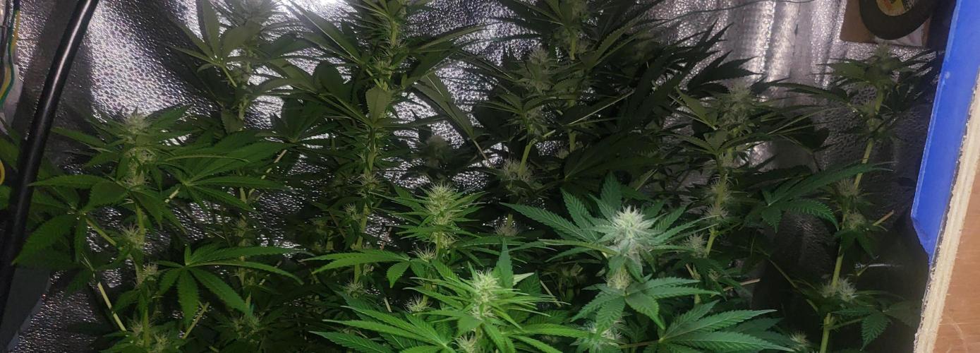 Sourdiesel and Blood moon gelato auto. Week 11