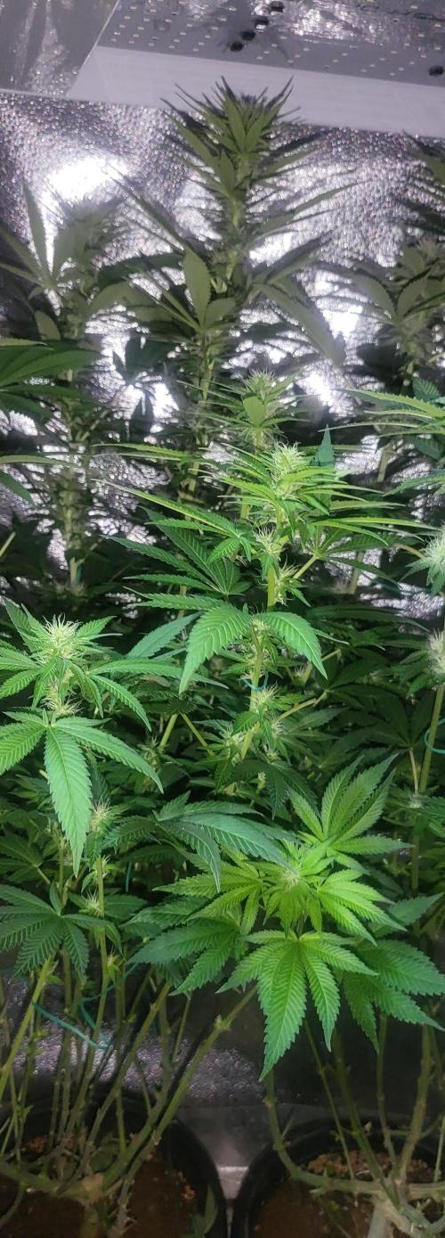 Sourdiesel and Blood moon gelato auto. Week 11