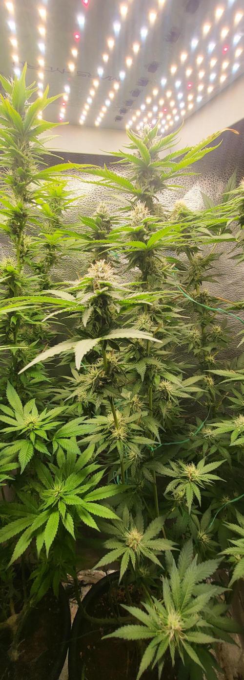 Sourdiesel and Blood moon gelato auto. Week 12