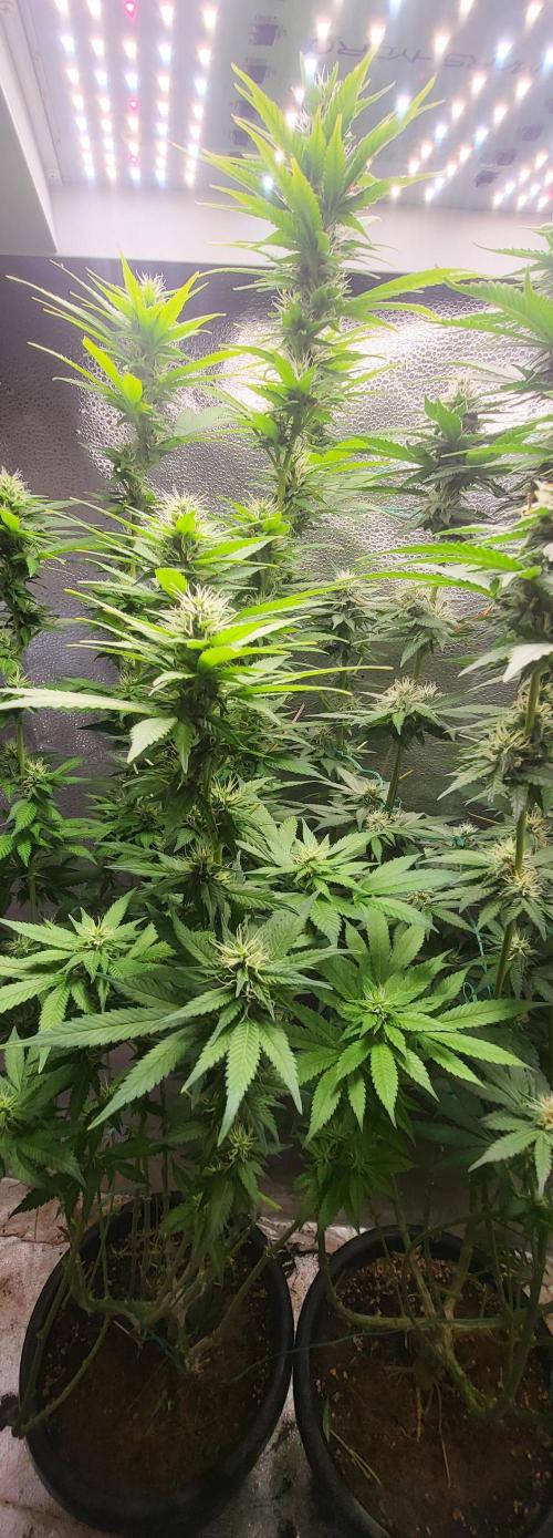 Sourdiesel and Blood moon gelato auto. Week 12