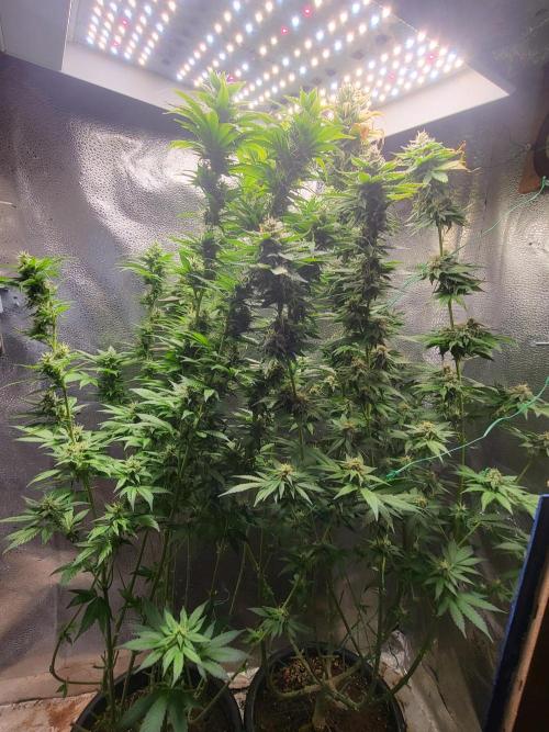 Sourdiesel and Blood moon gelato auto. Week 13