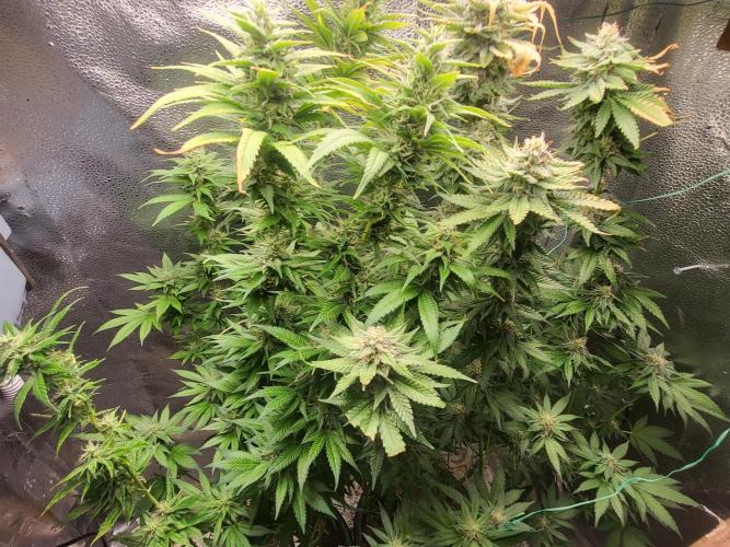 Sourdiesel and Blood moon gelato auto. Week 13