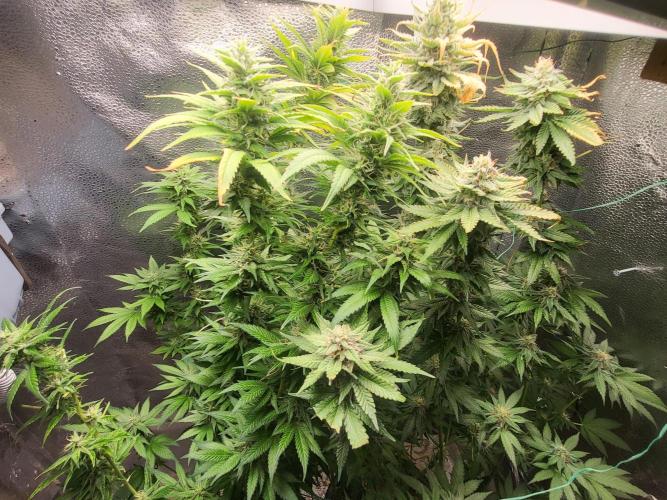 Sourdiesel and Blood moon gelato auto. Week 13