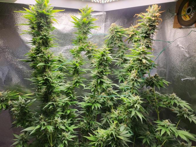 Sourdiesel and Blood moon gelato auto. Week 14