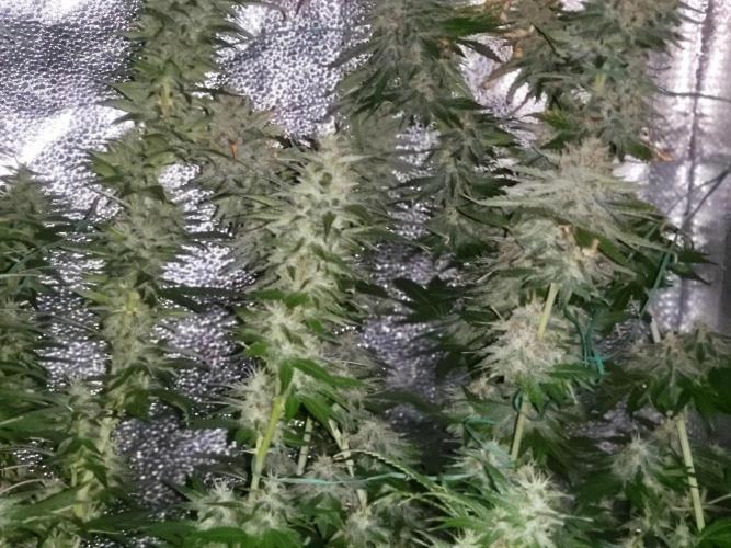 Sourdiesel and Blood moon gelato auto. Week 14