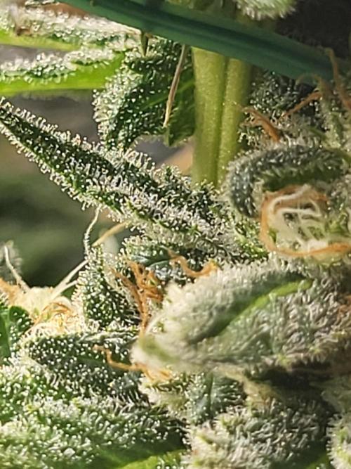 Sourdiesel and Blood moon gelato auto. Week 14