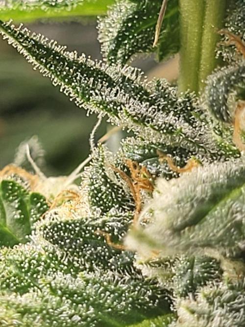 Sourdiesel and Blood moon gelato auto. Week 14