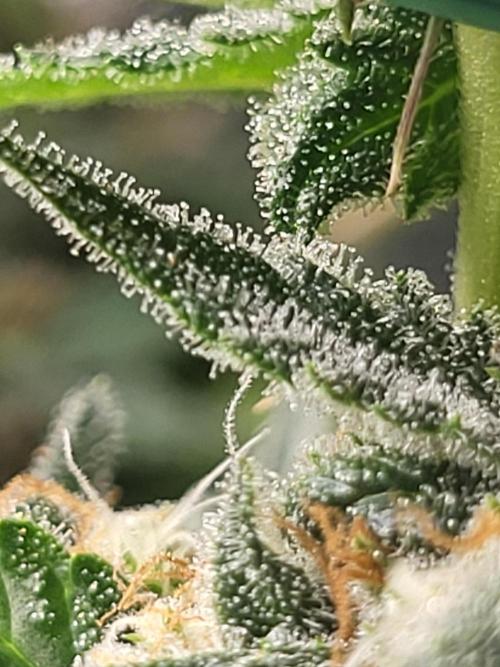 Sourdiesel and Blood moon gelato auto. Week 14