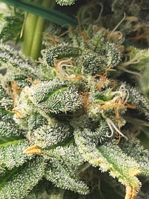 Sourdiesel and Blood moon gelato auto. Week 14