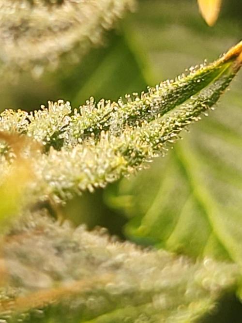 Sourdiesel and Blood moon gelato auto. Week 14