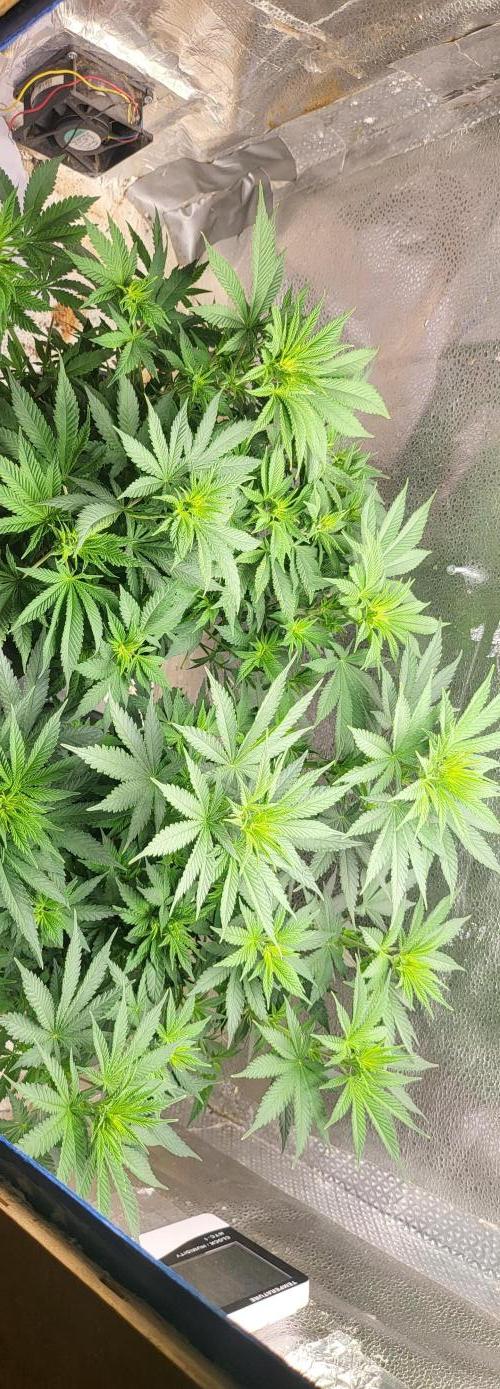 Sourdiesel and Blood moon gelato auto. Week 6