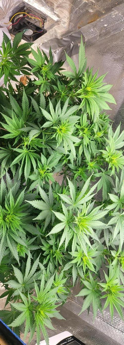 Sourdiesel and Blood moon gelato auto. Week 6