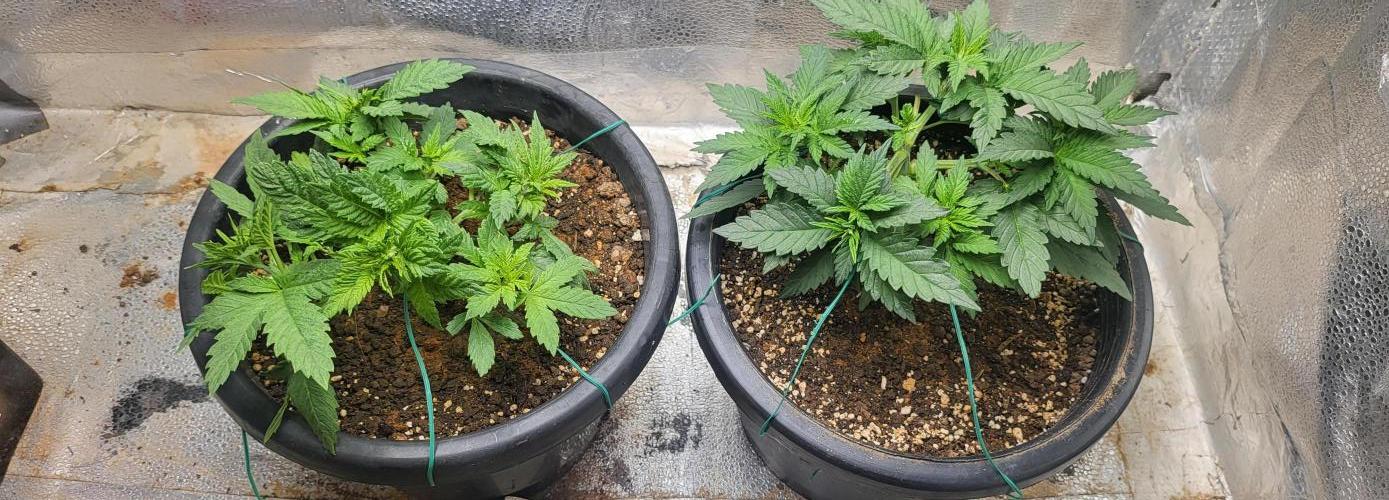 Seedsman Sourdiesel auto. Week 4