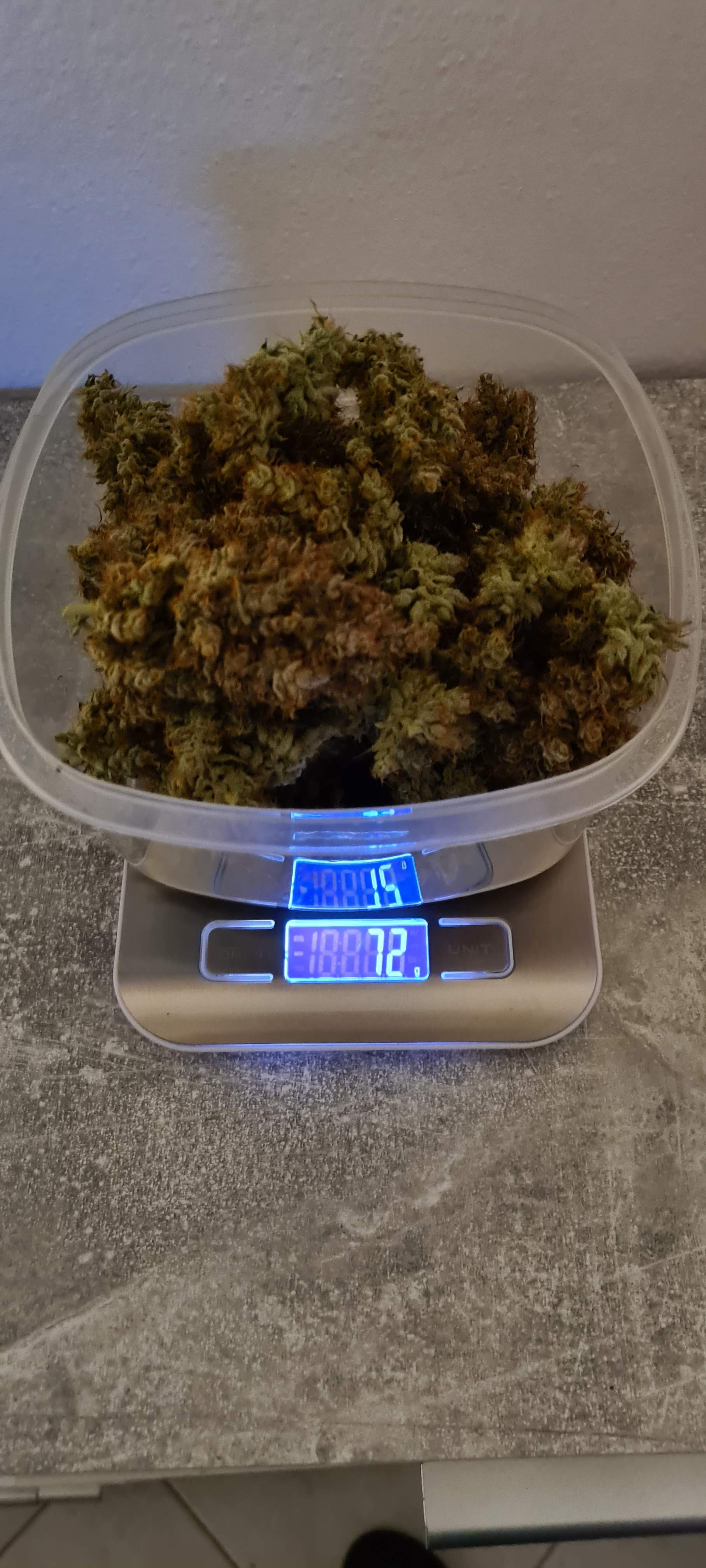 Fast Buds Strawberry Pie Auto grow diary (journal) harvest12 by