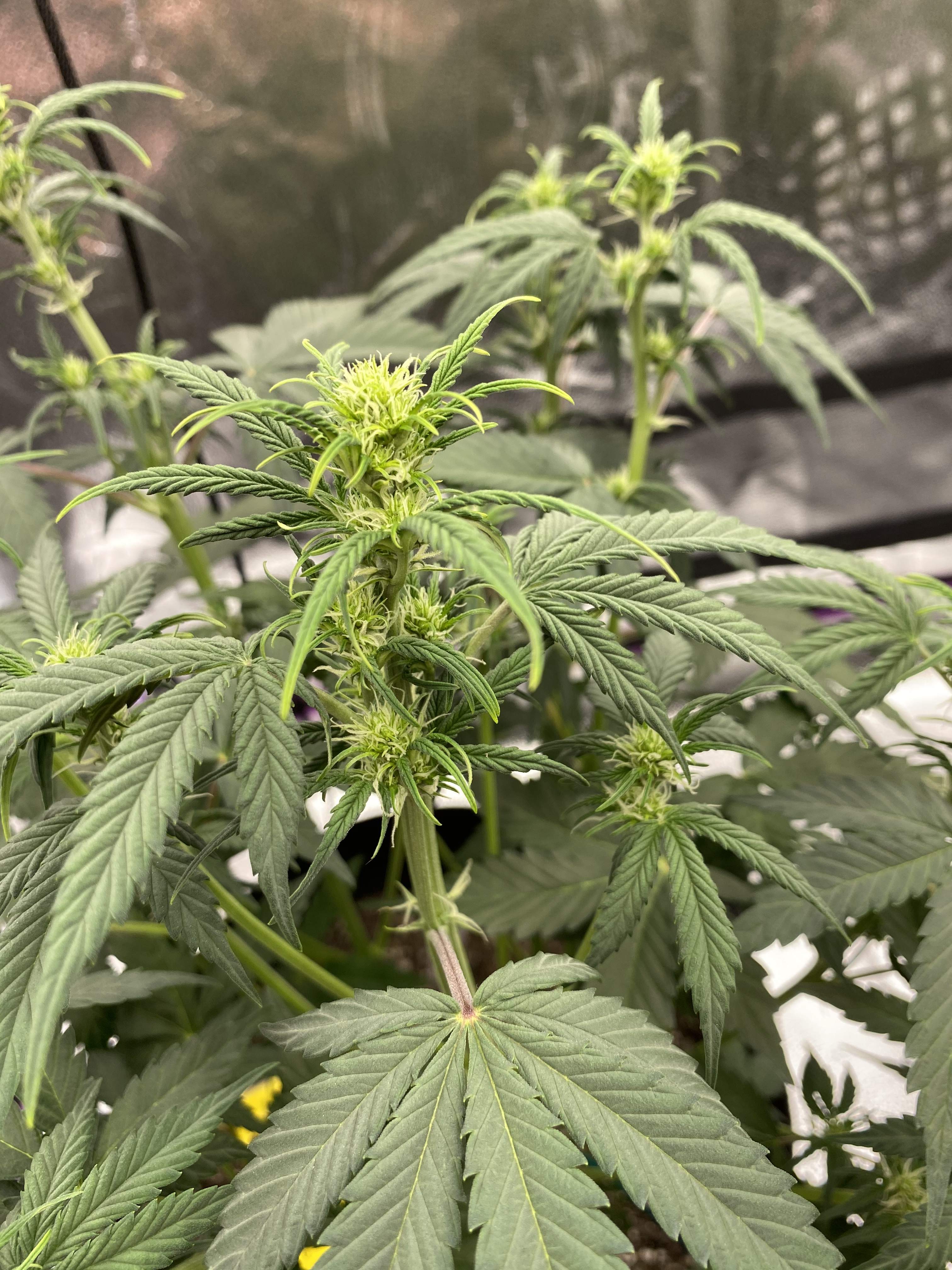 ILGM Gorilla Glue Autoflower grow diary (journal) week2 by Matt843