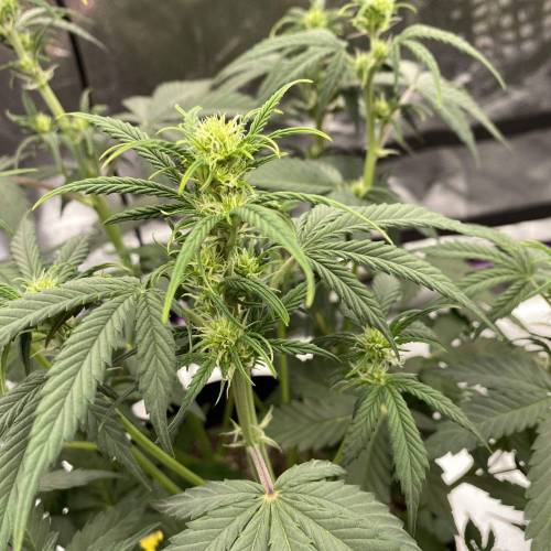 Gorilla Glue 1st Run. Week 2