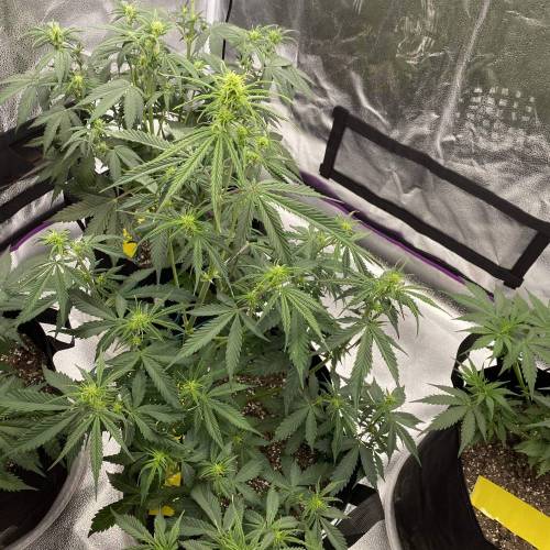 Gorilla Glue 1st Run. Week 2