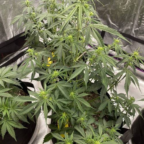 Gorilla Glue 1st Run. Week 2