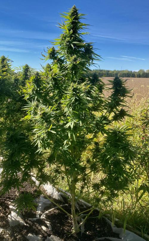 SUMMER STRAYS 2025. Week 28 - Fighting Bilbo