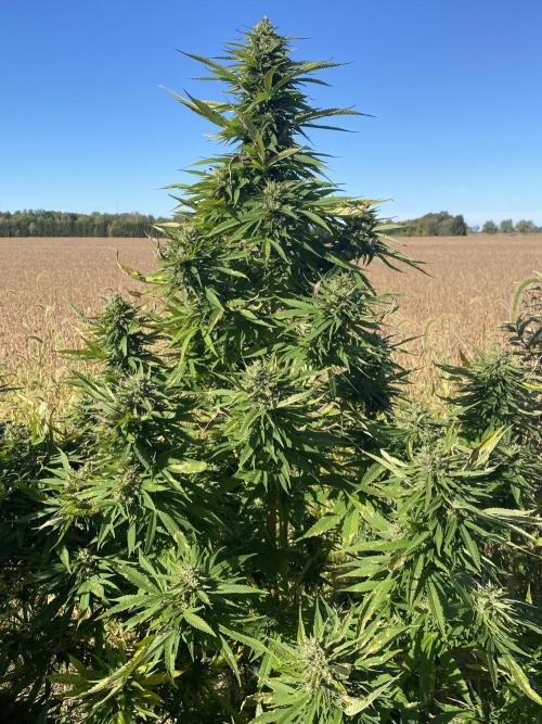 SUMMER STRAYS 2025. Week 28 - Fighting Bilbo