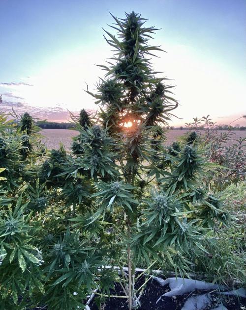 SUMMER STRAYS 2025. Week 28 - Fighting Bilbo