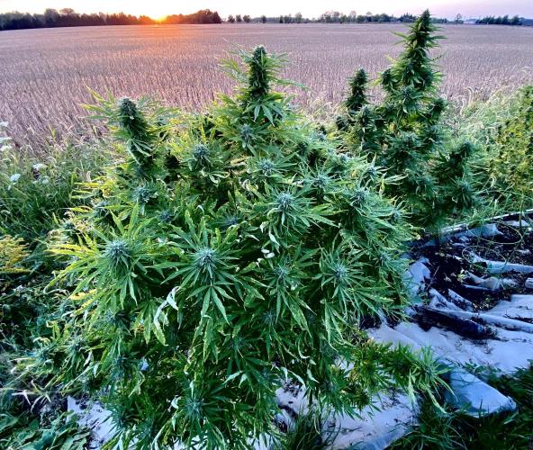 SUMMER STRAYS 2025. Week 28 - Fighting Bilbo right, BBD left