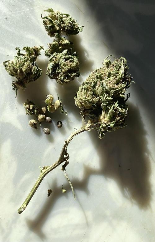 SUMMER STRAYS 2025. Week 28 - Seed-bearing Head-spinning Ganja this Fighting Bilbo