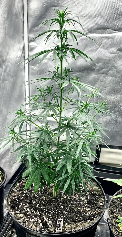 Three out of Five in a Four. Week 9 - 6th