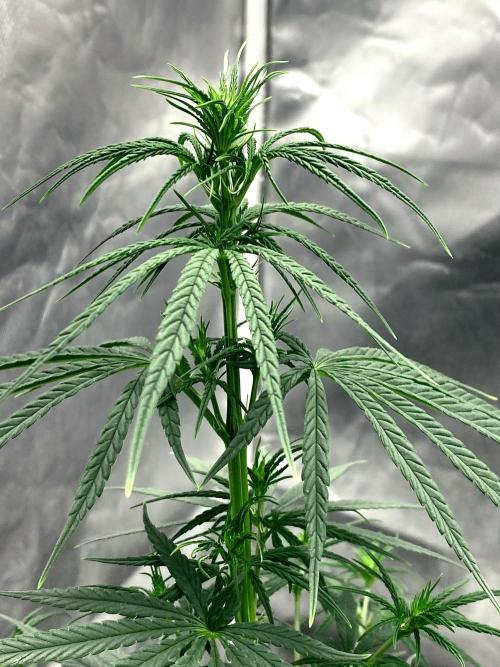 Three out of Five in a Four. Week 9 - 6th