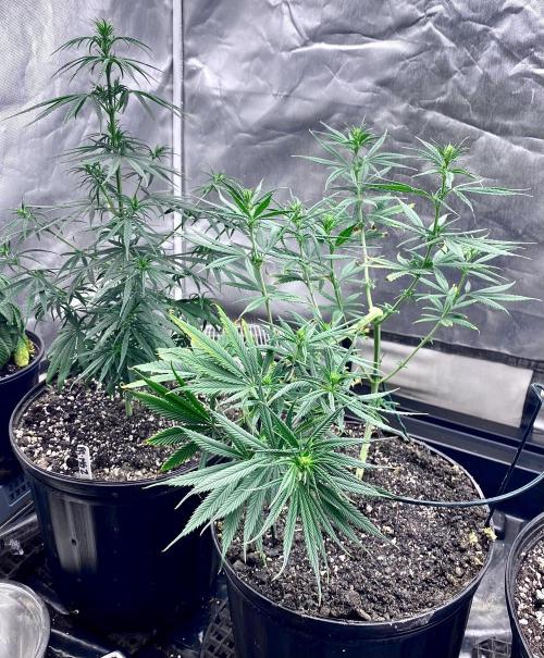 Three out of Five in a Four. Week 9 - 6th