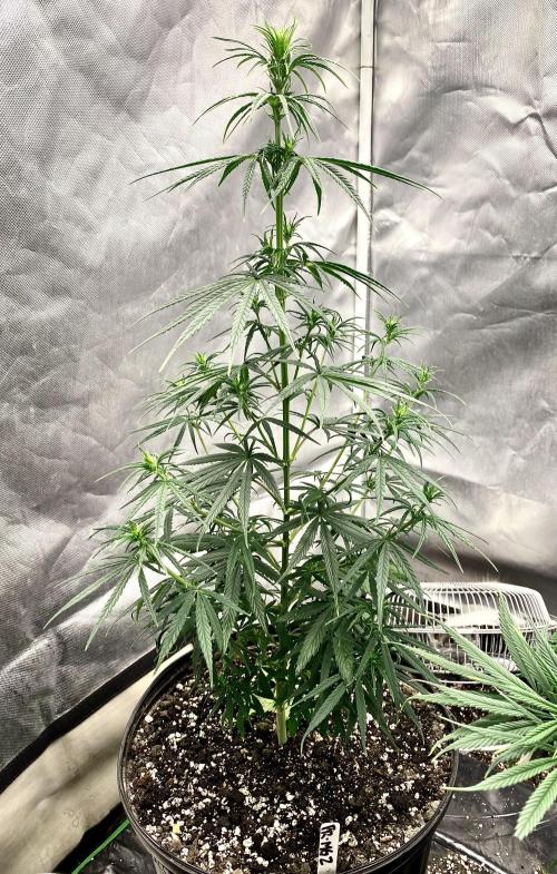 Three out of Five in a Four. Week 9 - 9th, Panama Red x Malawi Gold @ 22”