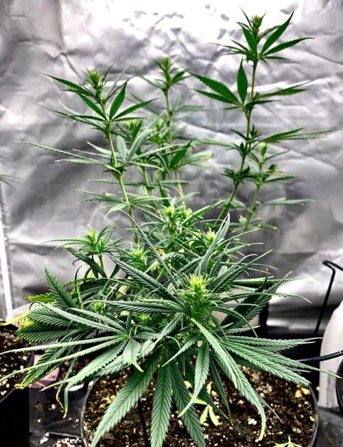 Three out of Five in a Four. Week 9 - 9th, into the Budding growth of the Bay Taiga x Salmon Creek Big Bud 