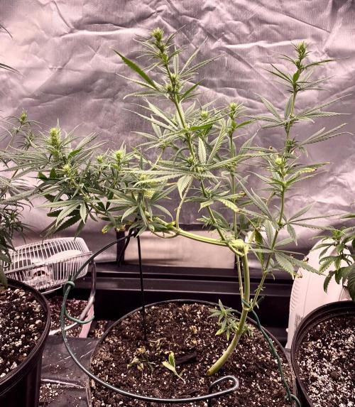 Three out of Five in a Four. Week 9 - 11th