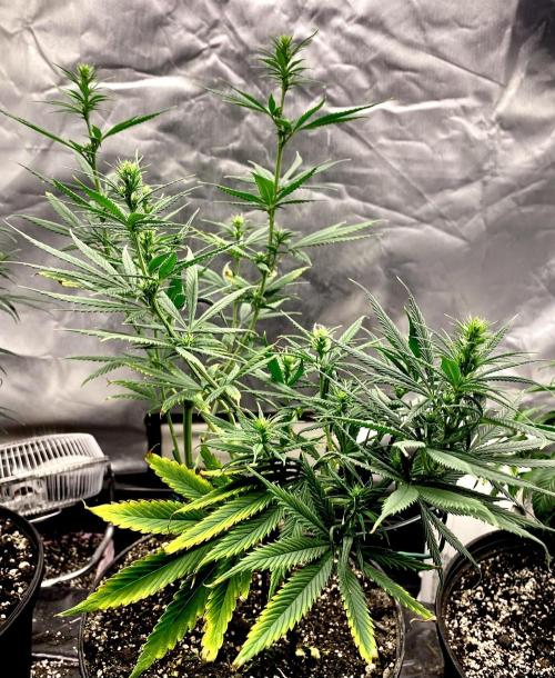 Three out of Five in a Four. Week 9 - 11th