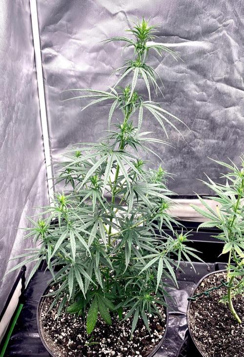 Three out of Five in a Four. Week 10 - 12th, Panama Red x Malawi Gold