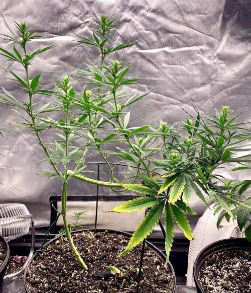 Three out of Five in a Four. Week 10 - Siberian Ruderalis did not like being transplanted and/or shaped