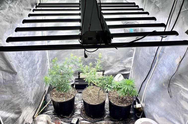 Three out of Five in a Four. Week 10 - 15th, super-crop levels things off. Lite gets lowered tomorrow