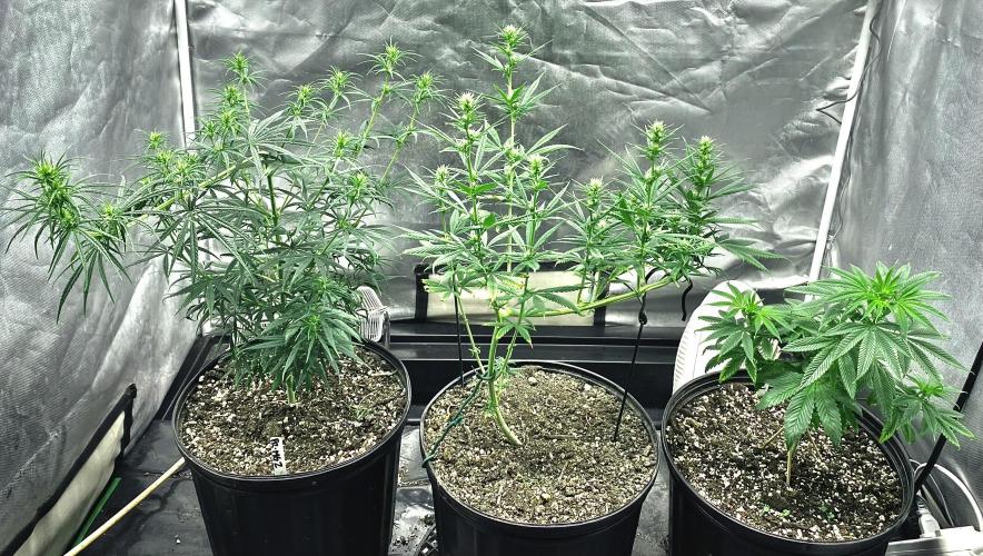 Three out of Five in a Four. Week 10 - 15th, super-cropped Panama Red x Malawi Gold on the left