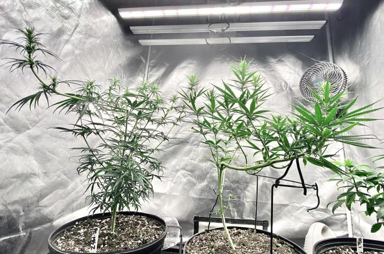 Three out of Five in a Four. Week 10 - 15th, 2 super-cropped beauties