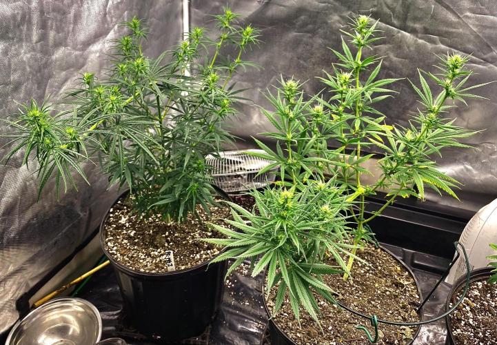 Three out of Five in a Four. Week 10 - 15th, 2 super-cropped beauties